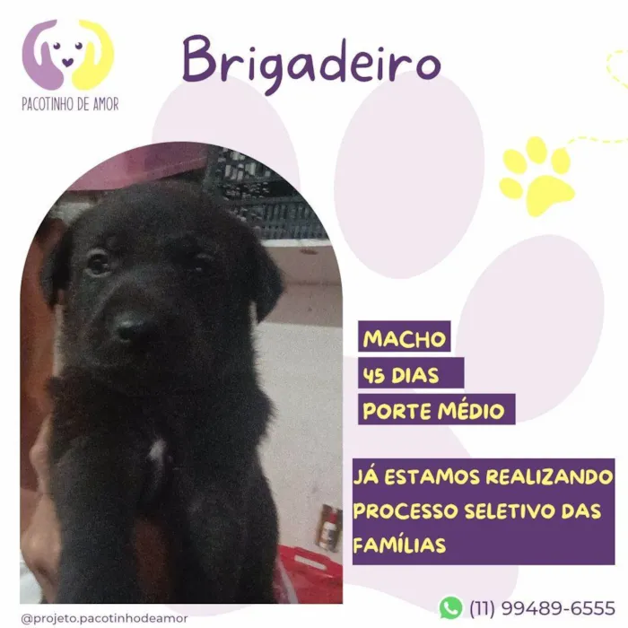 Cachorro ra a SRD-ViraLata idade 2 a 6 meses nome Brigadeiro