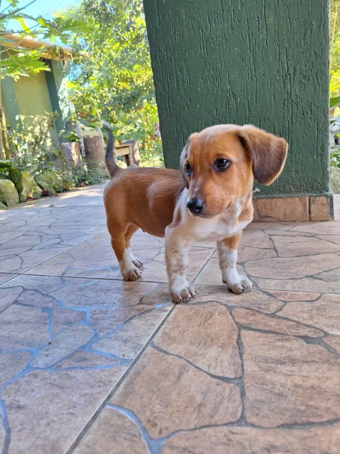 Cachorro ra a SRD-ViraLata idade 7 a 11 meses nome Pixote