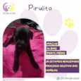 Pirulito