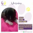 Ursinho