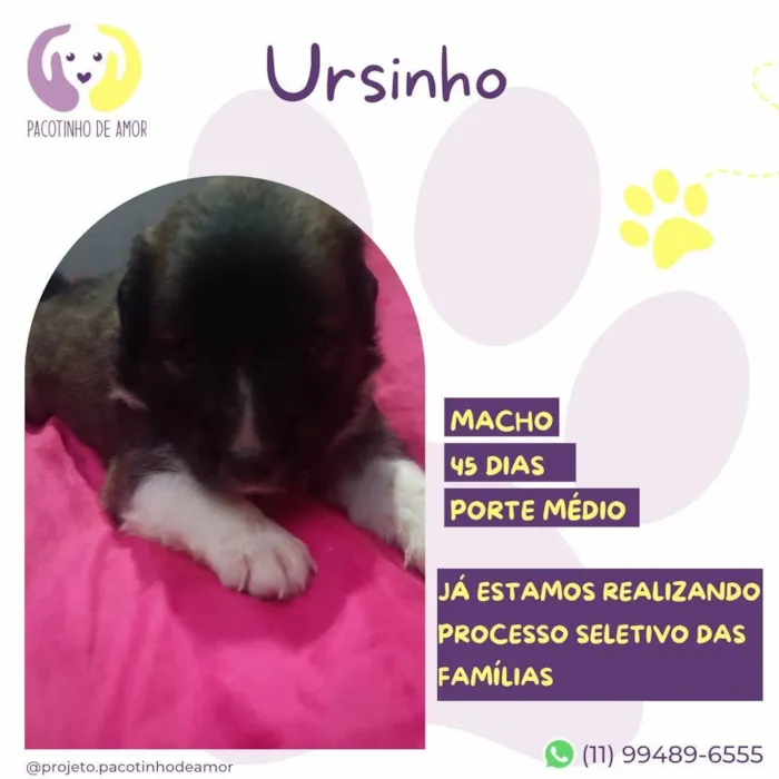 Cachorro ra a SRD-ViraLata idade 2 a 6 meses nome Ursinho