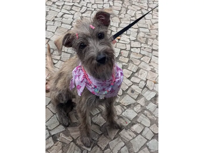 Cachorro ra a SRD-ViraLata idade 2 a 6 meses nome Polly