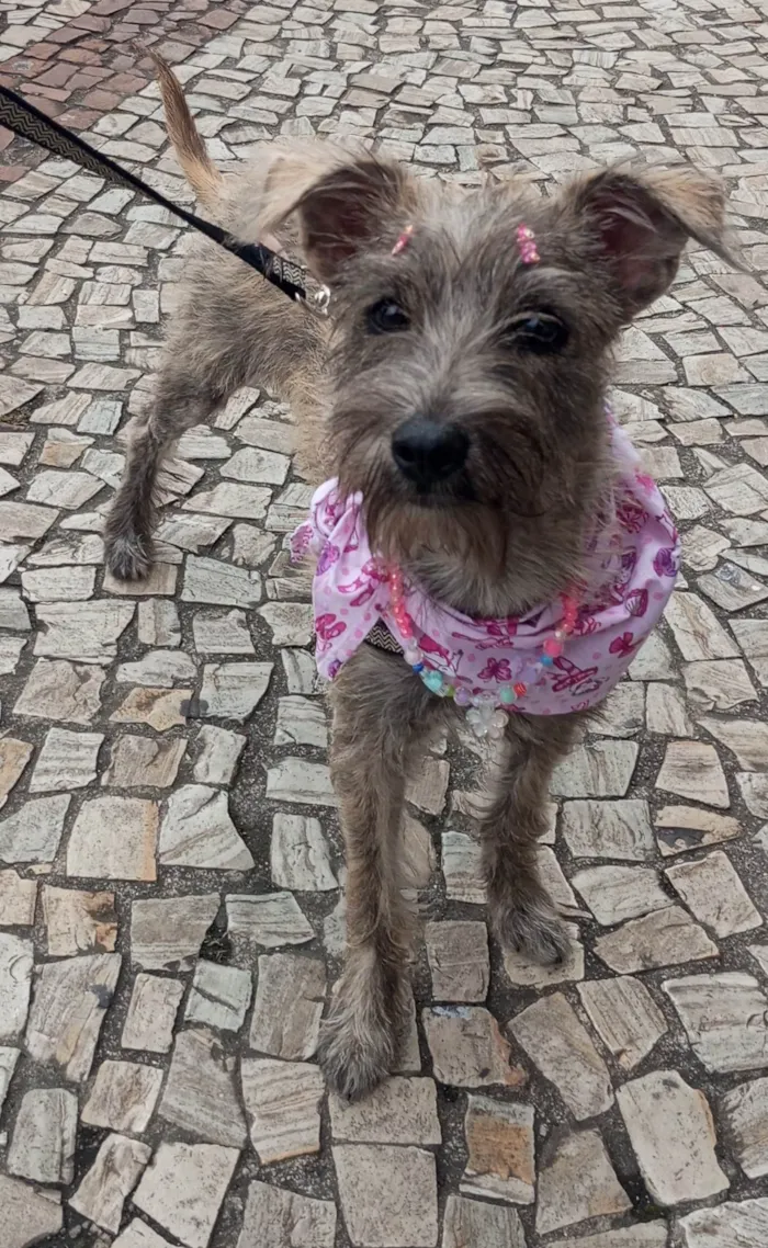 Cachorro ra a SRD-ViraLata idade 2 a 6 meses nome Polly