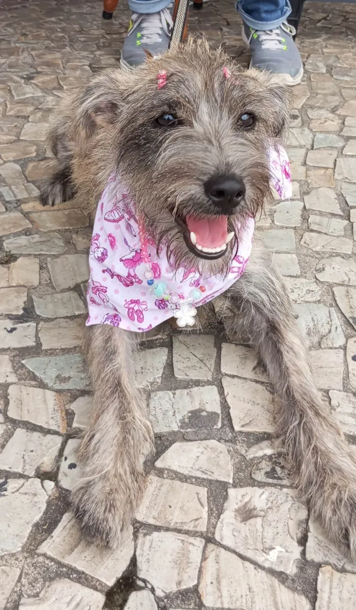 Cachorro ra a SRD-ViraLata idade 2 a 6 meses nome Polly