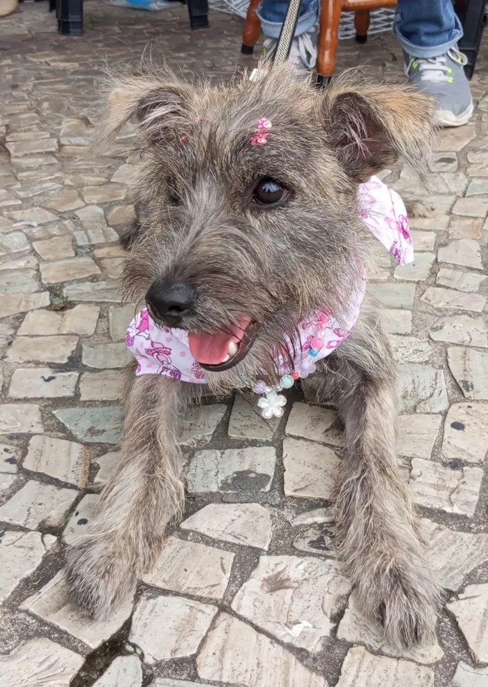 Cachorro ra a SRD-ViraLata idade 2 a 6 meses nome Polly