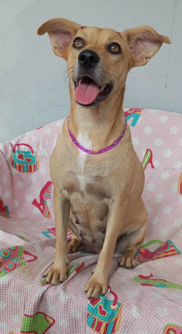 Cachorro ra a SRD-ViraLata idade 2 anos nome Mel