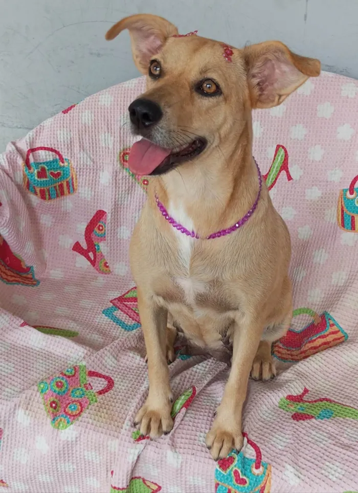 Cachorro ra a SRD-ViraLata idade 2 anos nome Mel