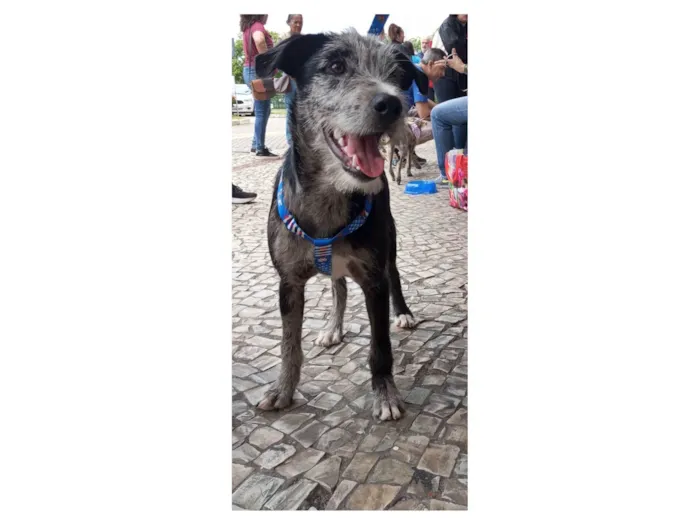 Cachorro ra a SRD-ViraLata idade 2 a 6 meses nome Juca