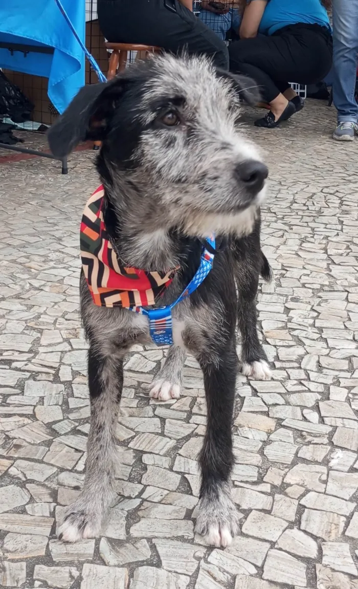 Cachorro ra a SRD-ViraLata idade 2 a 6 meses nome Juca