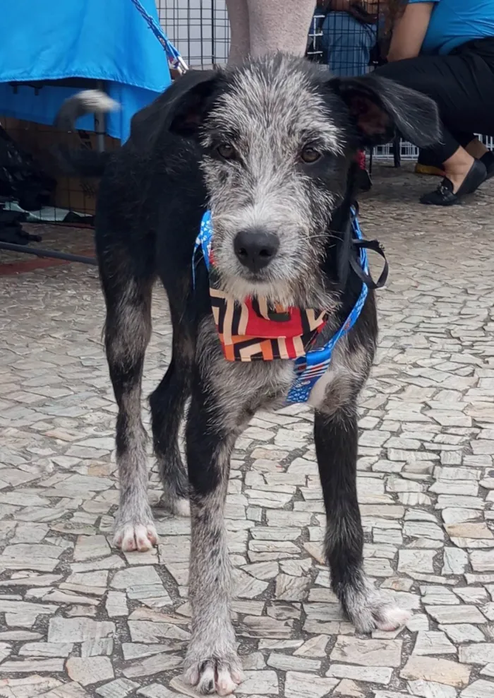 Cachorro ra a SRD-ViraLata idade 2 a 6 meses nome Juca