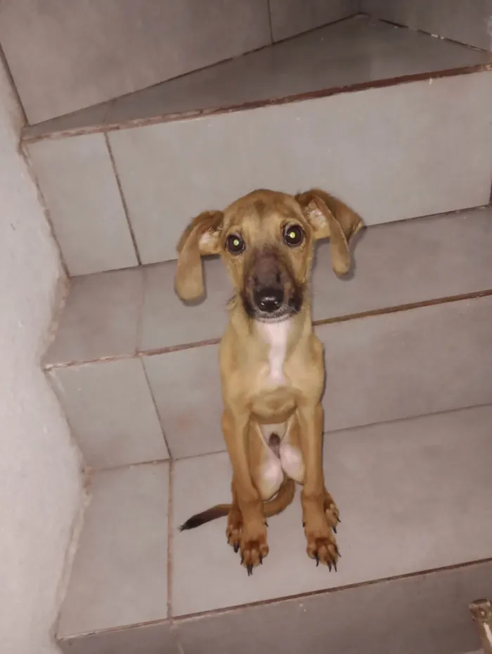 Cachorro ra a SRD-ViraLata idade 2 a 6 meses nome Aslan 