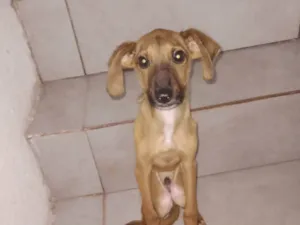 Cachorro raça SRD-ViraLata idade 2 a 6 meses nome Aslan 