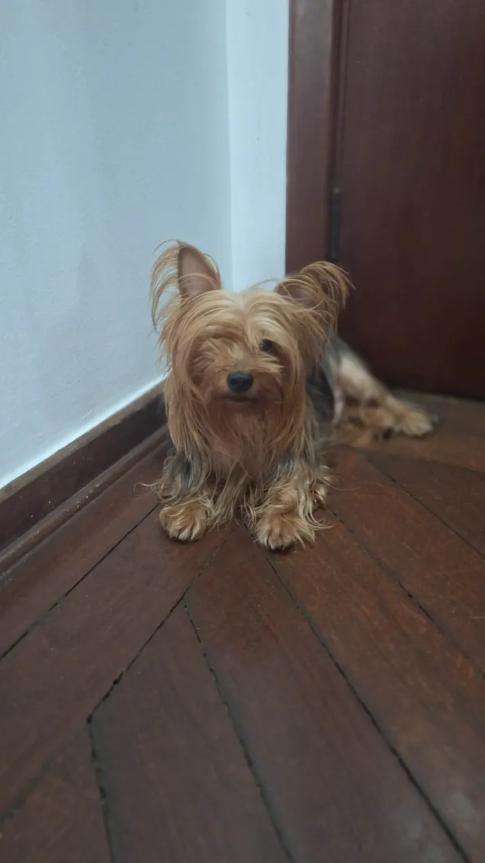 Cachorro ra a Shitzu idade 3 anos nome Theodoro