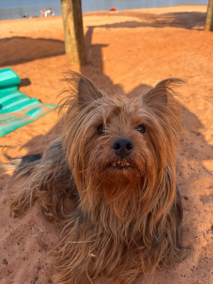 Cachorro ra a Shitzu idade 3 anos nome Theodoro