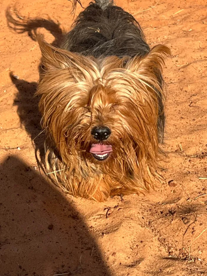 Cachorro ra a Shitzu idade 3 anos nome Theodoro