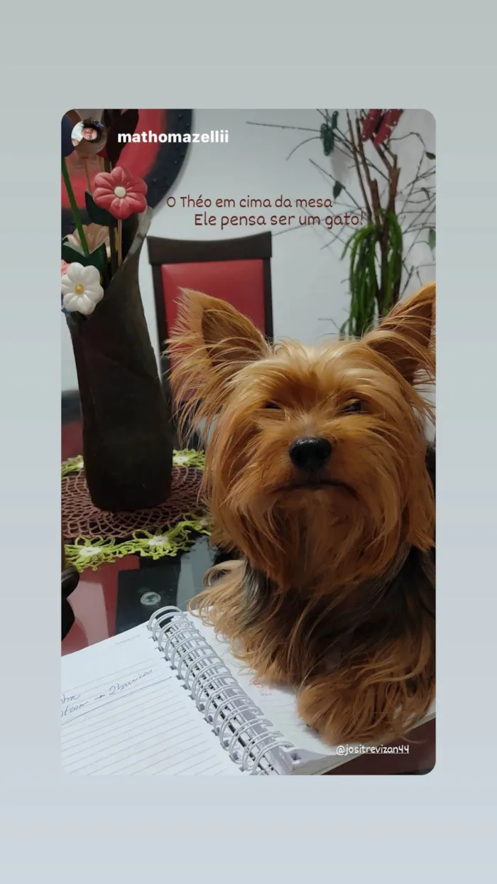 Cachorro ra a Shitzu idade 3 anos nome Theodoro