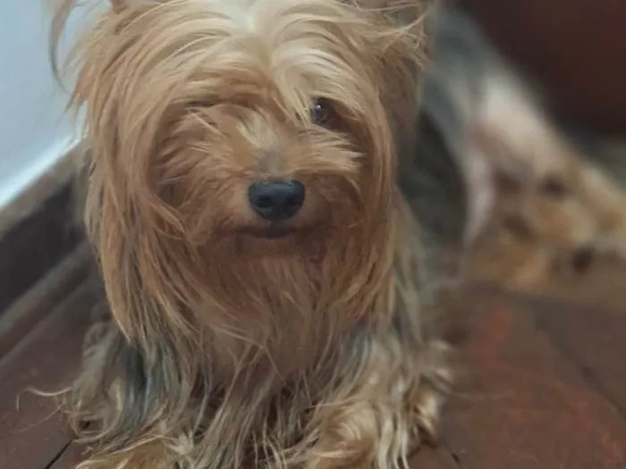 Cachorro ra a Shitzu idade 3 anos nome Theodoro