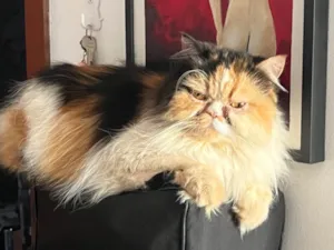 Gato raça Persa idade 3 anos nome Madonna 