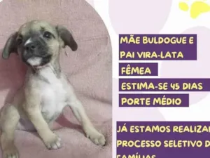 Cachorro raça SRD-ViraLata idade 2 a 6 meses nome Heather