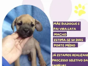 Cachorro raça SRD-ViraLata idade 2 a 6 meses nome Marcus