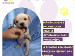 Cachorro raça SRD-ViraLata idade 2 a 6 meses nome Latrell