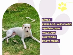 Cachorro raça SRD-ViraLata idade 1 ano nome Branca