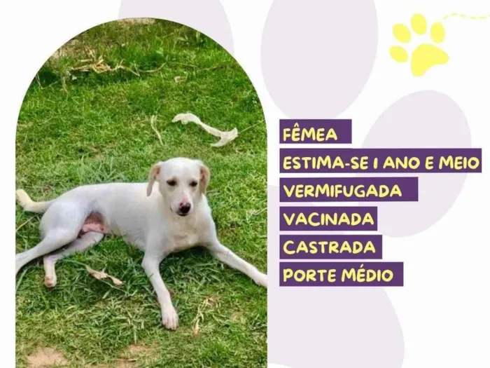 Cachorro ra a SRD-ViraLata idade 1 ano nome Branca