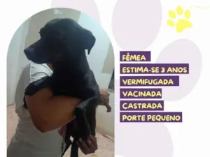 Cachorro raça SRD-ViraLata idade 3 anos nome Pretinha