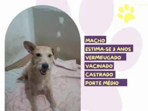 Cachorro raça SRD-ViraLata idade 3 anos nome Salsicha