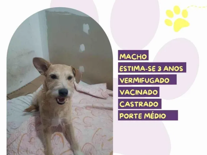 Cachorro ra a SRD-ViraLata idade 3 anos nome Salsicha