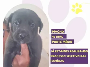 Cachorro raça SRD-ViraLata idade 2 a 6 meses nome Astro