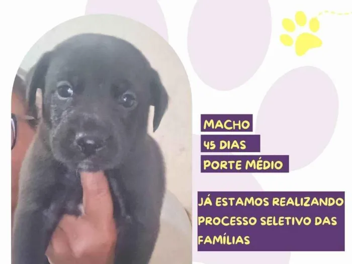 Cachorro ra a SRD-ViraLata idade 2 a 6 meses nome Astro