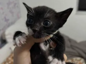 Gato raça tuxedo cat idade Abaixo de 2 meses nome Mel, Minnie, Marie, Maxon, Marnie, Maya