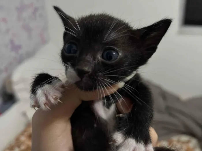 Gato ra a tuxedo cat idade Abaixo de 2 meses nome Mel, Minnie, Marie, Maxon, Marnie, Maya