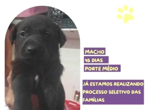 Cachorro raça SRD-ViraLata idade 2 a 6 meses nome Brigadeiro