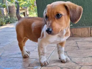 Cachorro raça SRD-ViraLata idade 7 a 11 meses nome Pixote