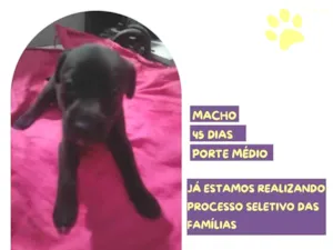 Cachorro raça SRD-ViraLata idade 2 a 6 meses nome Pirulito