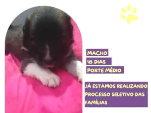 Cachorro raça SRD-ViraLata idade 2 a 6 meses nome Ursinho