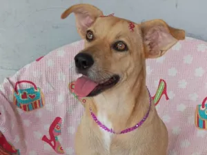 Cachorro raça SRD-ViraLata idade 2 anos nome Mel