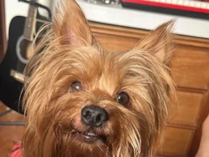 Cachorro raça Shitzu idade 3 anos nome Theodoro