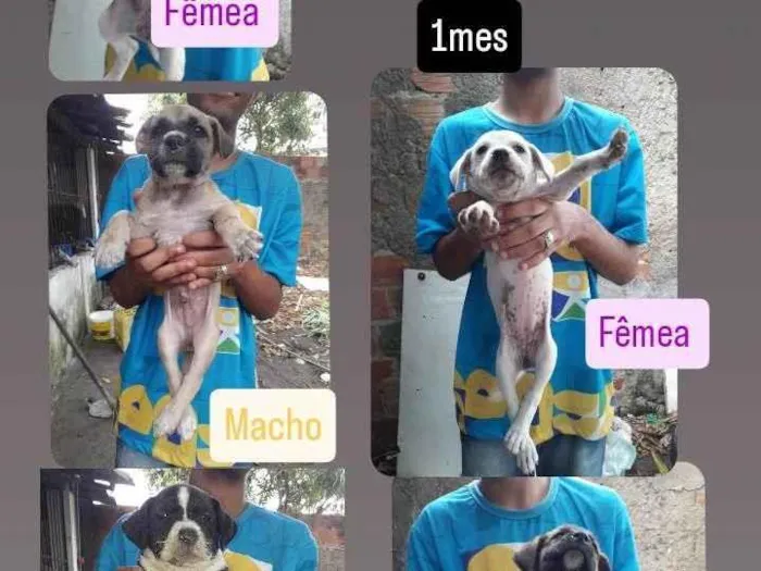 Cachorro ra a SRD-ViraLata idade 2 a 6 meses nome Filhotes 