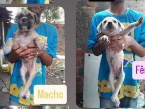 Cachorro raça SRD-ViraLata idade 2 a 6 meses nome Filhotes 