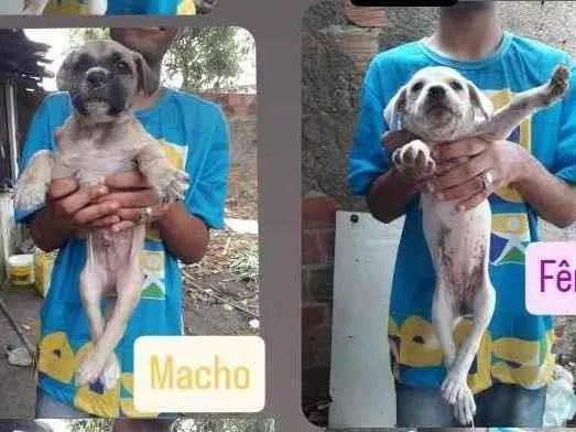 Cachorro ra a SRD-ViraLata idade 2 a 6 meses nome Filhotes 