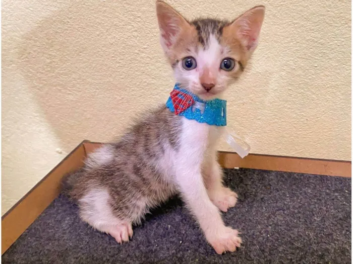 Gato ra a SRD-ViraLata idade Abaixo de 2 meses nome Bento