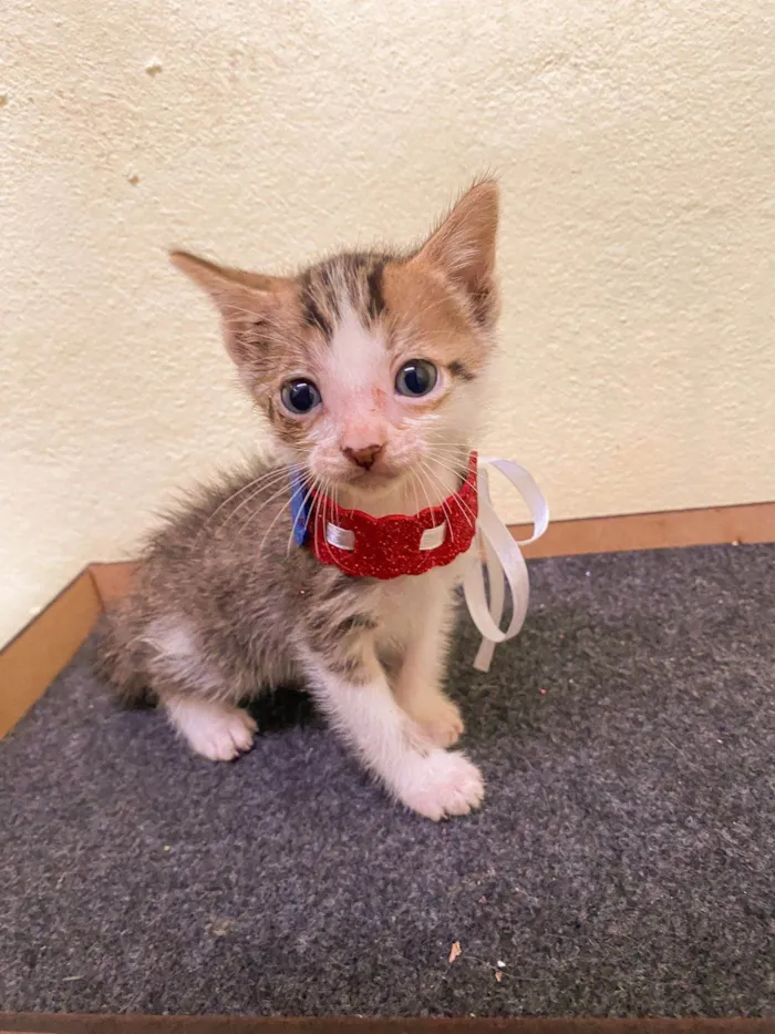 Gato ra a SRD-ViraLata idade Abaixo de 2 meses nome Alfredo 