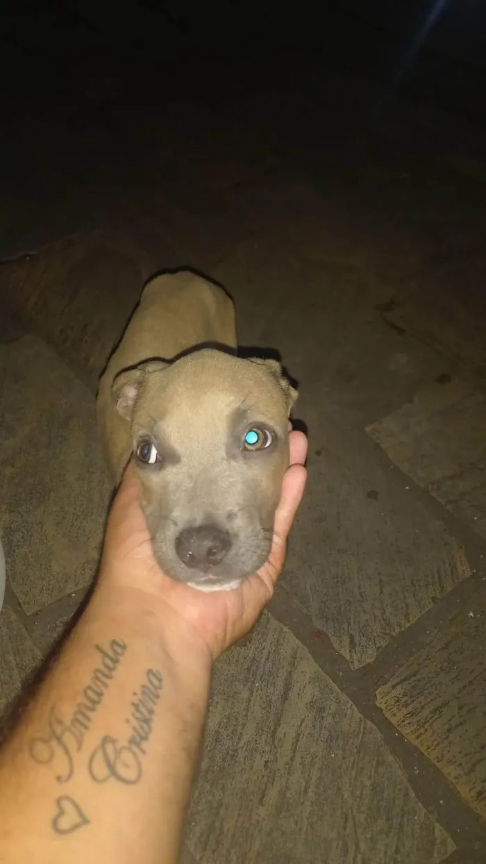 Cachorro ra a Pit-Bull idade 2 a 6 meses nome Estou doando esses filhotes 