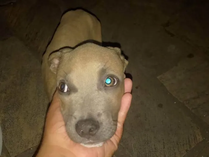 Cachorro ra a Pit-Bull idade 2 a 6 meses nome Estou doando esses filhotes 