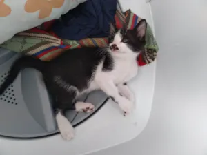 Gato raça SRD-ViraLata idade Abaixo de 2 meses nome Panda