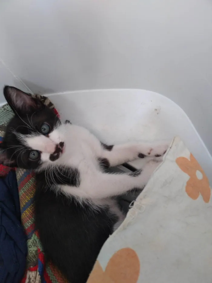 Gato ra a SRD-ViraLata idade Abaixo de 2 meses nome Panda