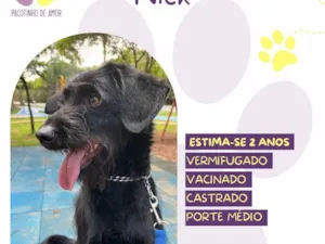 Cachorro raça SRD-ViraLata idade 1 ano nome Nick